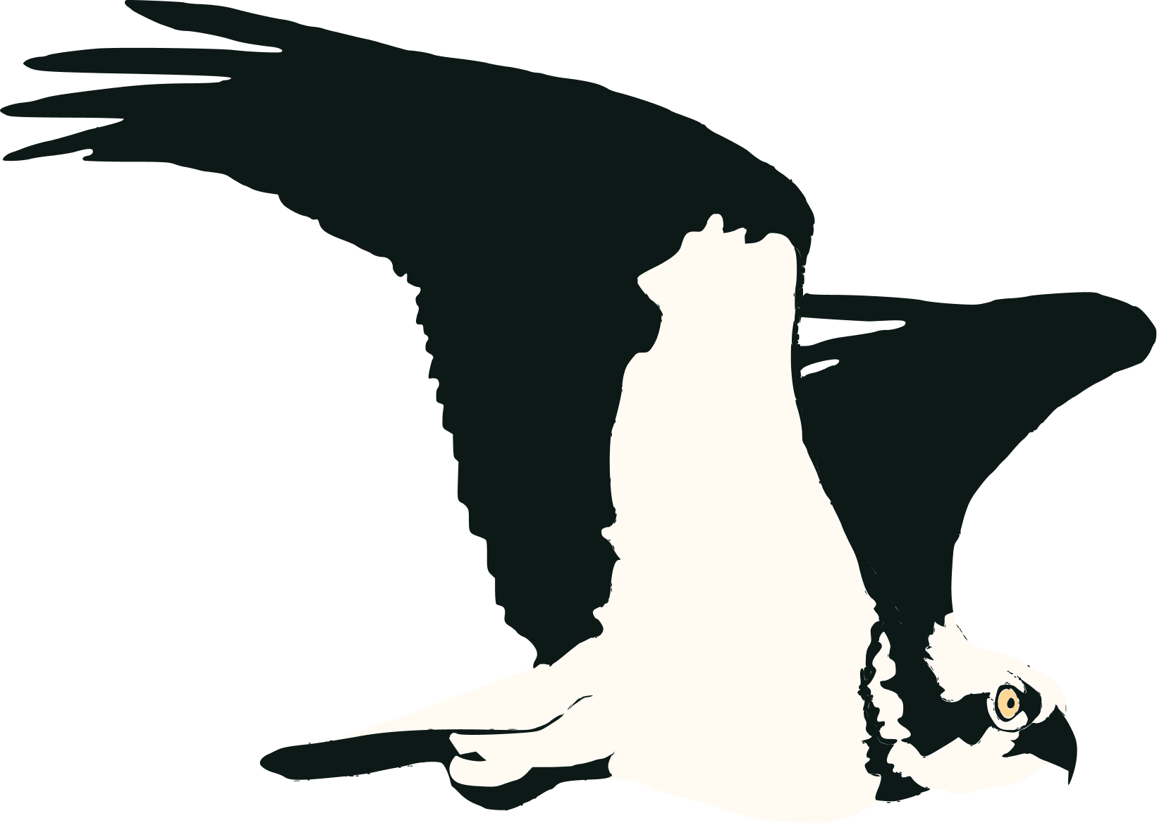 Balbuzard Plume de Loire